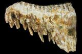 Fossil Woolly Mammoth Upper M Molar - North Sea Deposits #149779-4